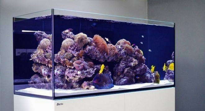 Rimless Aquarium Screen Top