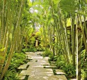 Tropical Landscaping Ideas For Backyard
