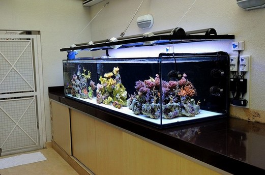 200 Gallon Aquarium – Maintenance Tips