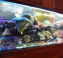 200 Gallon Reef Aquarium