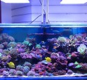 200 Gallon Aquarium Lighting