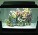 Cool 20 Gallon Long Aquarium