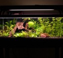 20 Gallon Long Aquarium