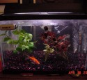 20 Gallon Aquarium Fish