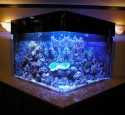 200 Gallon Aquarium Design