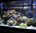 20 Gallon Reef Aquarium