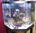 200 Gallon Pentagon Aquarium