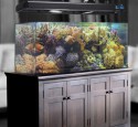 300 Gallon Hexagon Aquarium