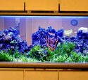 200 Gallon Home Aquarium