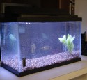 20 Gallon Aquarium Tank