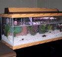 20 Gallon Long Aquarium Design