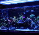 300 Gallon Long Aquarium