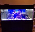 200 Gallon Aquarium Chiller