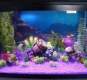 Grreat Choice 20 Gallon Aquarium