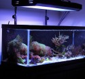 Best 20 Gallon Aquarium