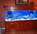300 Gallon Saltwater Aquarium
