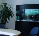 300 Gallon Bow Front Aquarium
