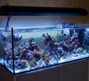 300 Gallon Rimless Aquarium