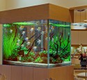 200 Gallon Tall Aquarium