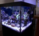 200 Gallon Cube Aquarium