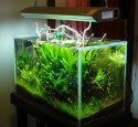 Planted 20 Gallon Aquarium