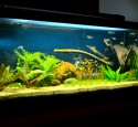 Simple 20 Gallon Long Aquarium