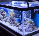Awesome 20 Gallon Long Aquarium