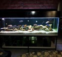 200 Gallon Aquarium Spec