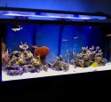 300 Gallon Aquarium Diy