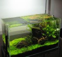 Cute 20 Gallon Long Aquarium