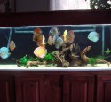 200 Gallon Discus Aquarium