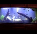 300 Gallon Aquarium Marineland