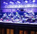 200 Gallon Aquarium Ideas