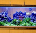 200 Gallon Aquarium Acrylic