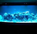 200 Gallon Bowfront Aquarium