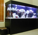 300 Gallon Aquarium With Stand