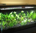 20 Gal Long Aquarium