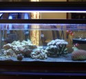 20 Gallon Long Aquarium Picture