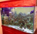 Tenecor 300 Gallon Aquarium