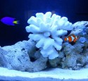 20 Gallon Marine Aquarium