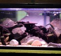 Ideas 20 Gallon Long Aquarium